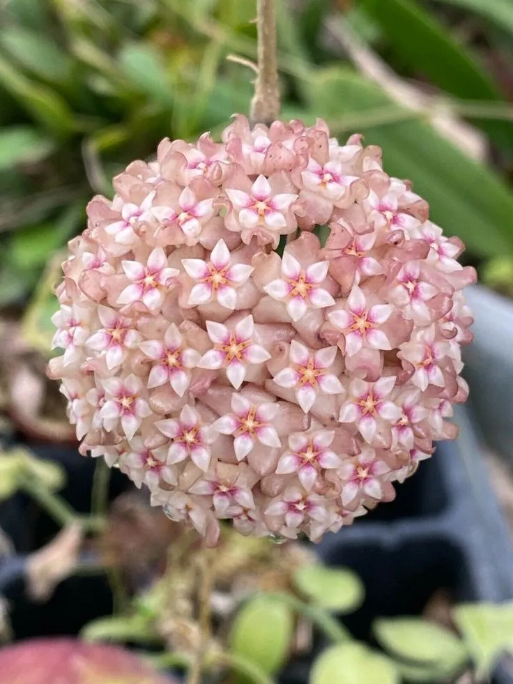 Plant and Stories Hoya Premium terreau mycorhizé France