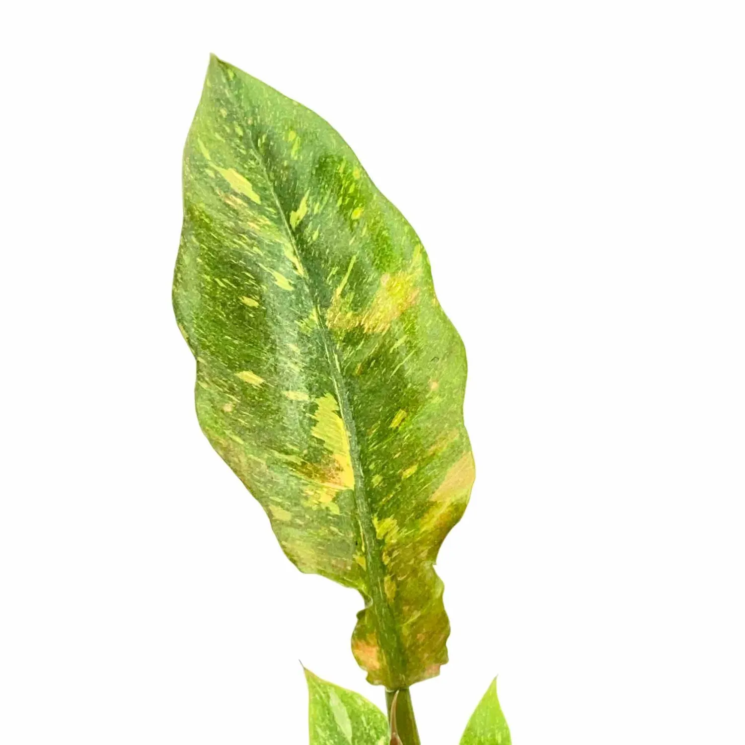Plant and Stories Philodendron Ring of Fire plante pot 6 cm