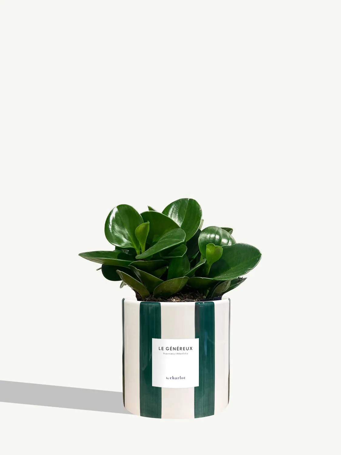 By Charlot Le Généreux peperomia plante pot 14 cm