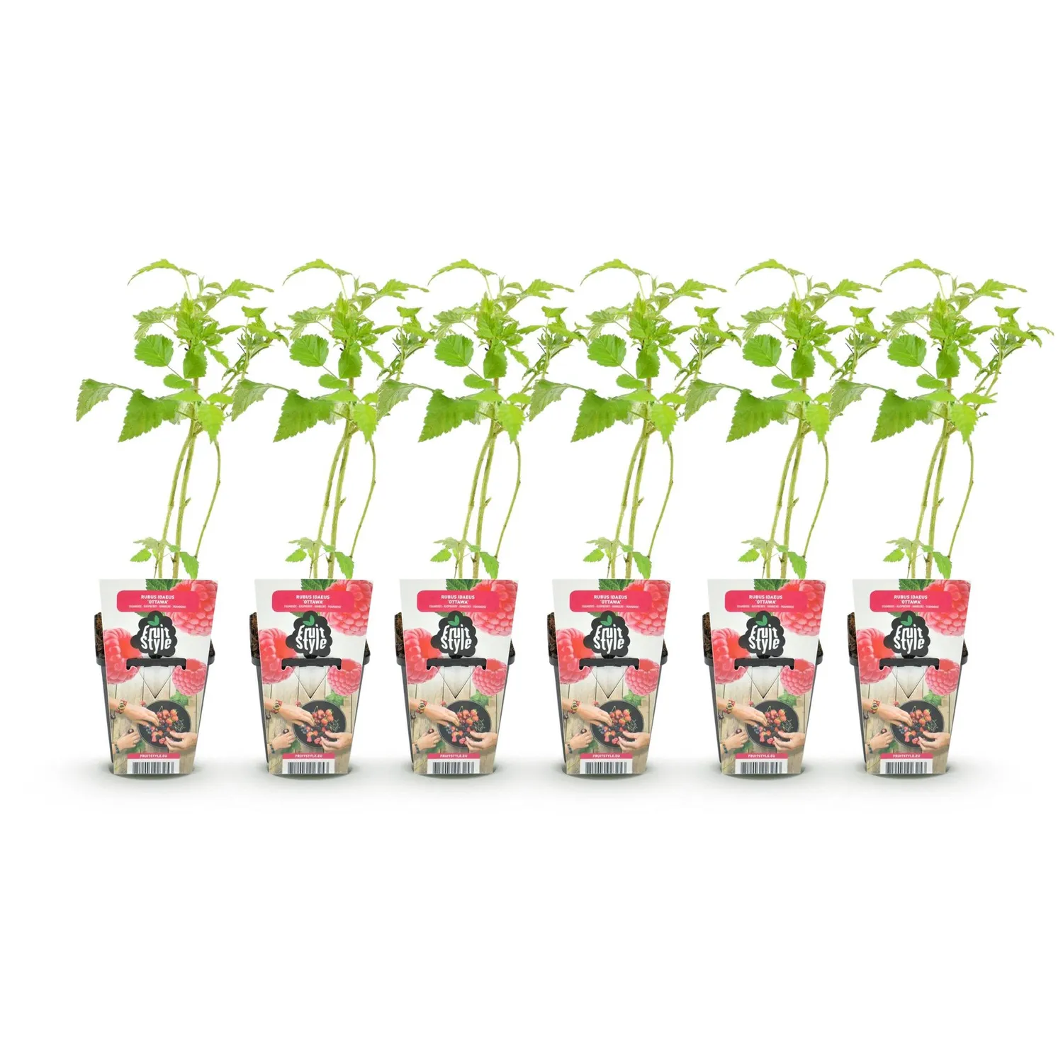Plant and Stories Ottawa framboisier 3 plants pot 9 cm rouge sucré
