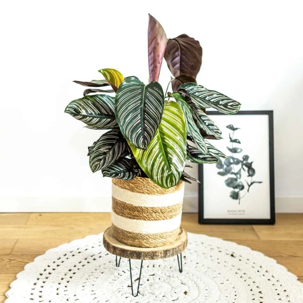 Réconciliation Végétale Sarah calathea ornata plante dépolluante D19 H75