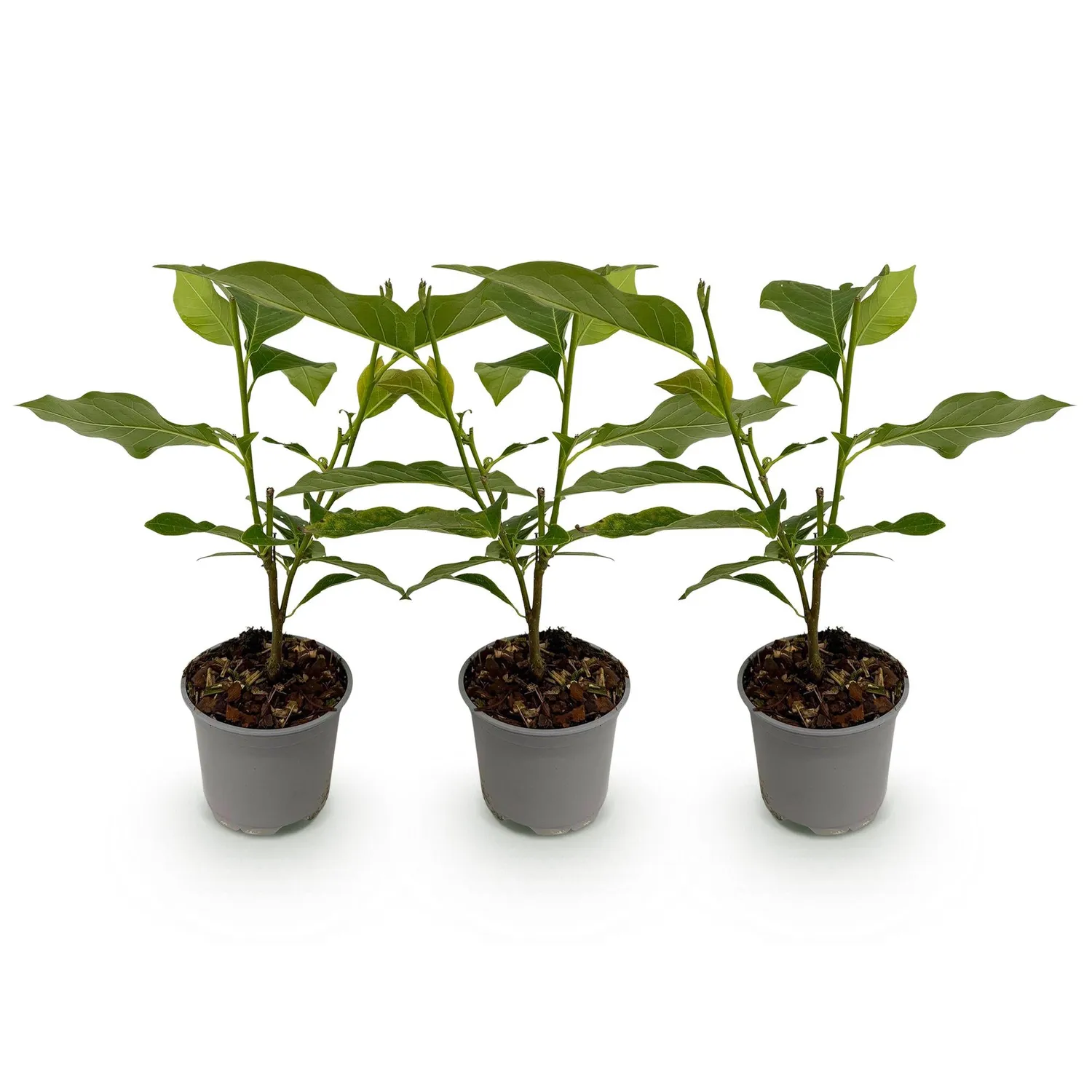 Plant and Stories Ricki magnolia arbuste 1 plant rose