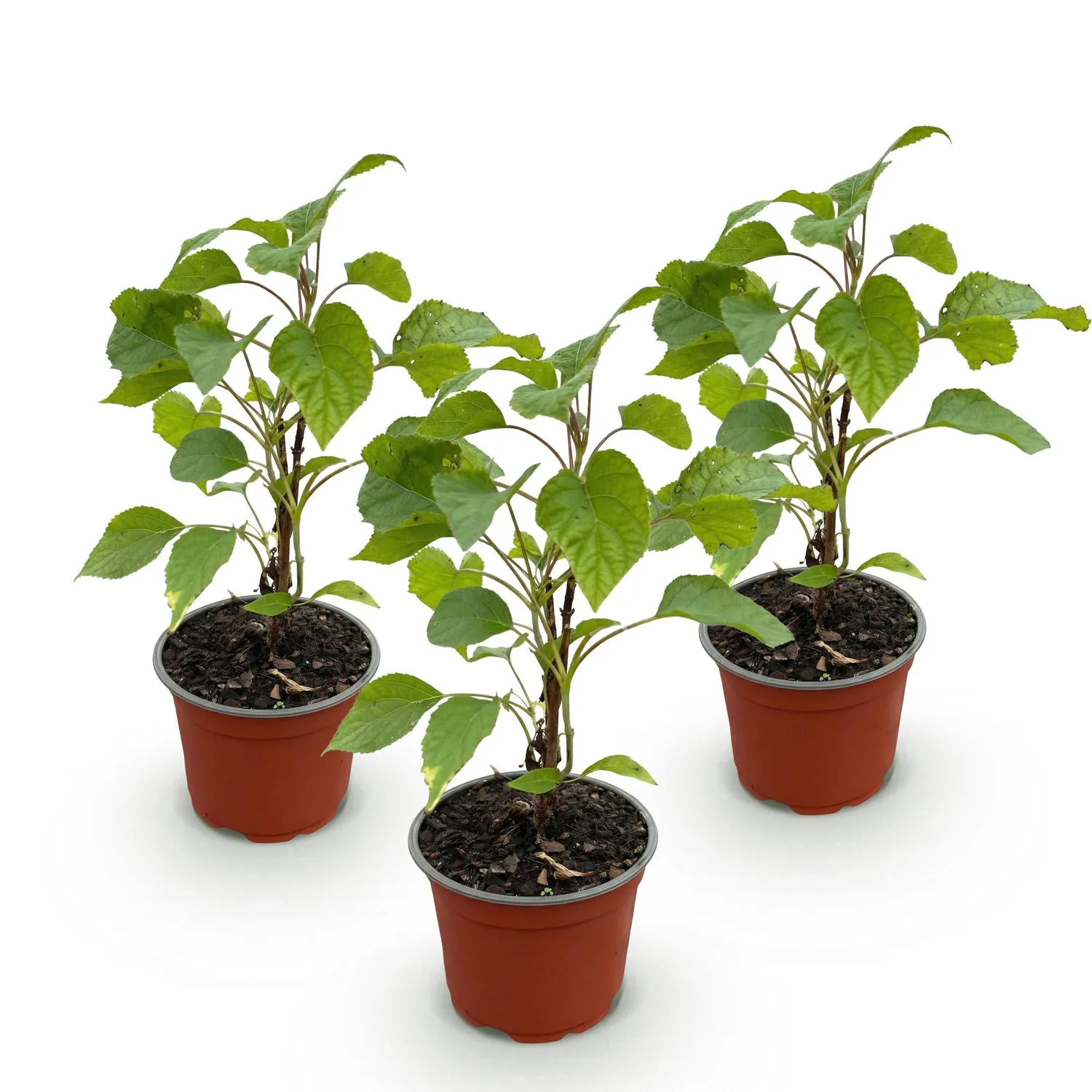 Plant and Stories Hortensia Annabelle arbuste 1 plant blanc