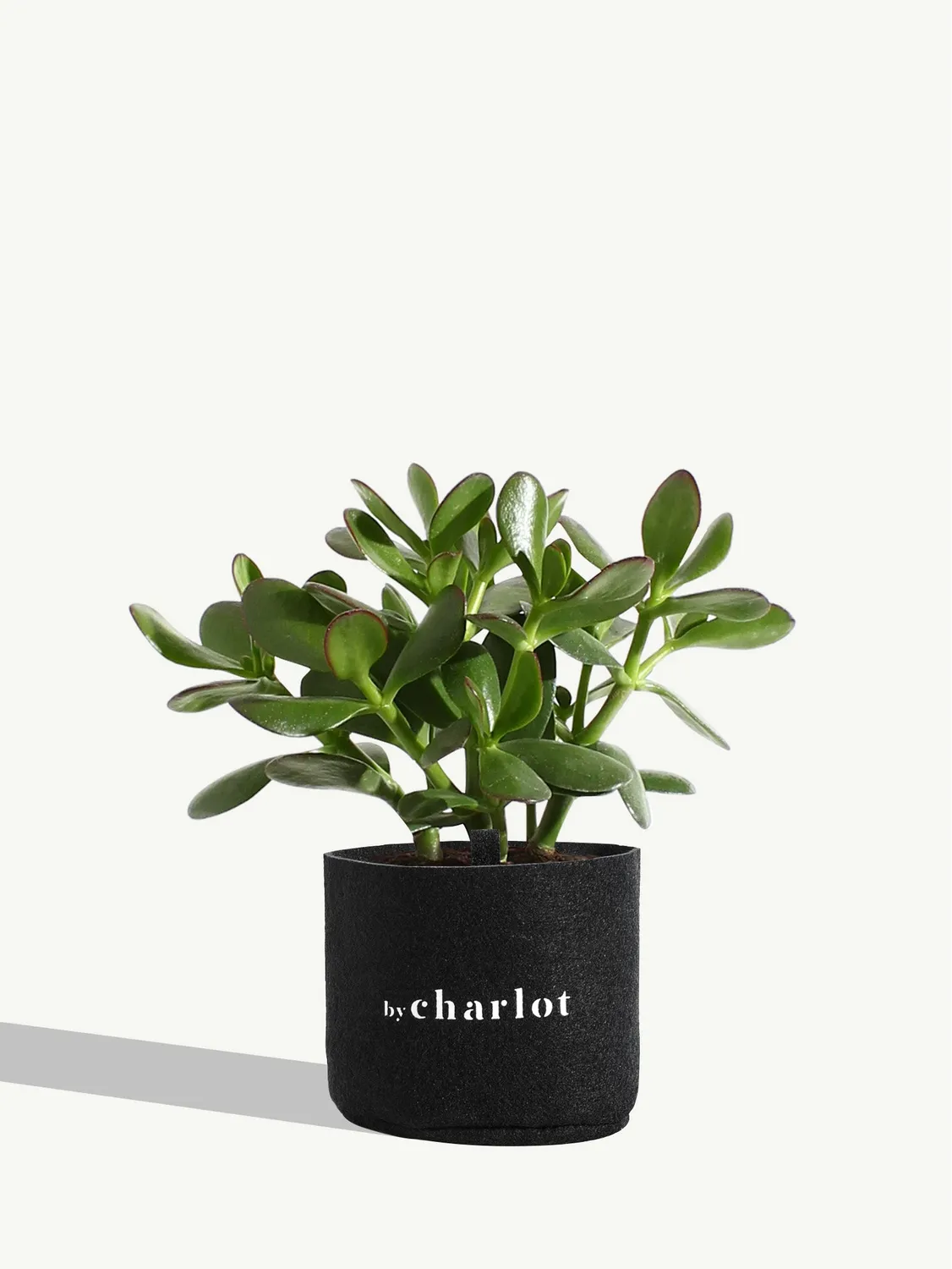 By Charlot La Délicate recharge succulente S crassula