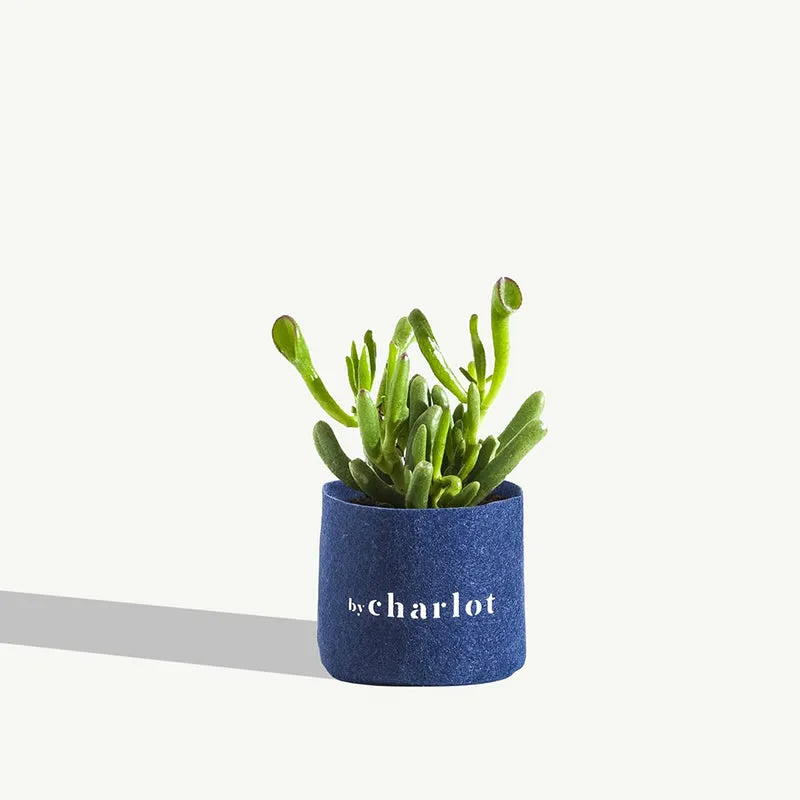 By Charlot La Rêveuse crassula recharge 12 cm