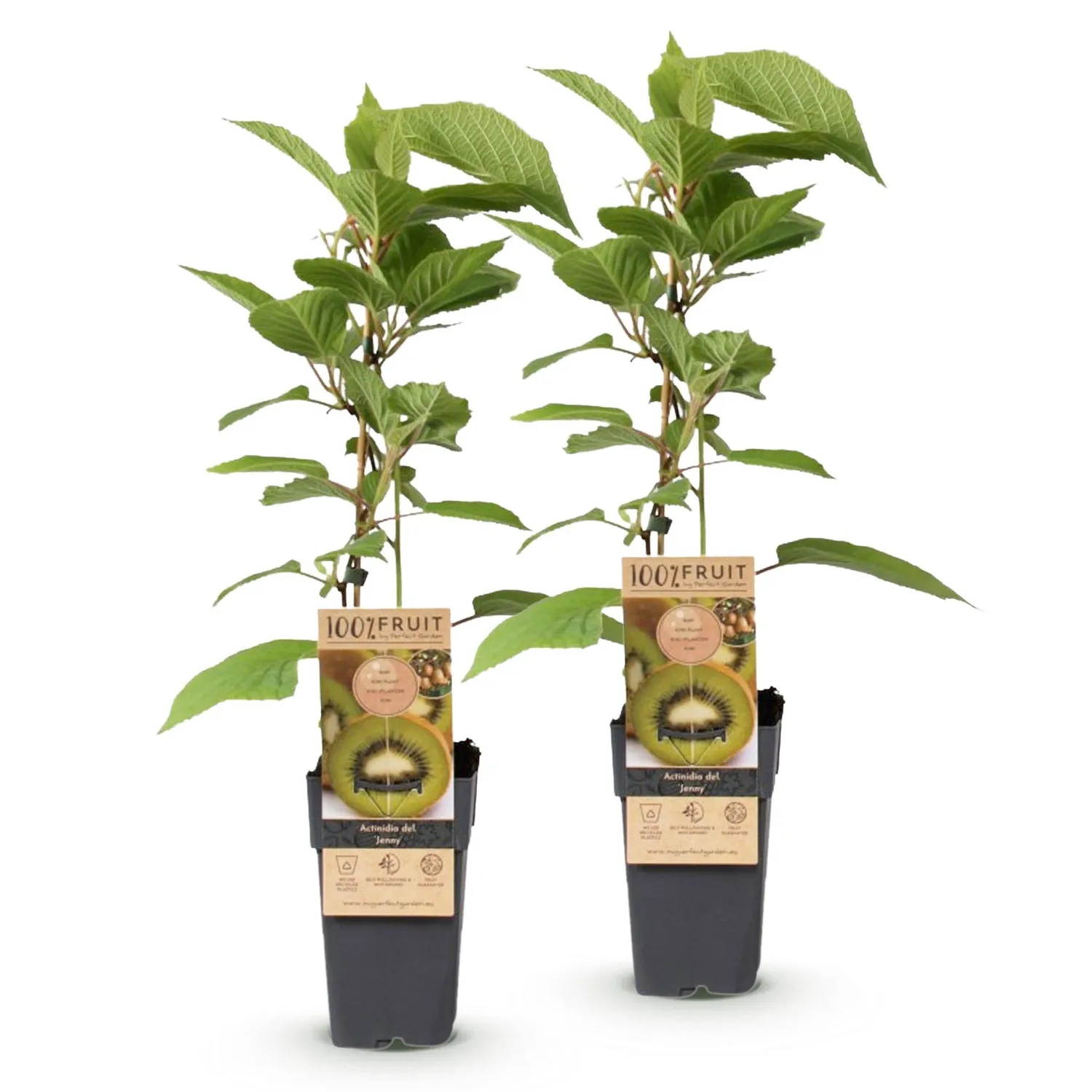Plant and Stories Jenny kiwi fruitier grimpant 2 plants pot 15 cm