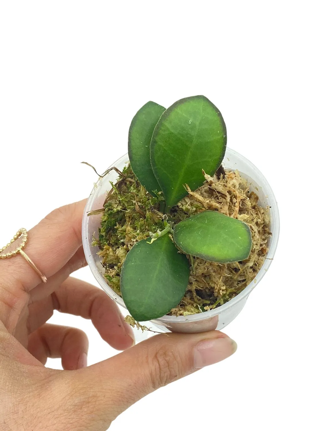 Plant and Stories Panchoi hoya argenté pot 6 cm