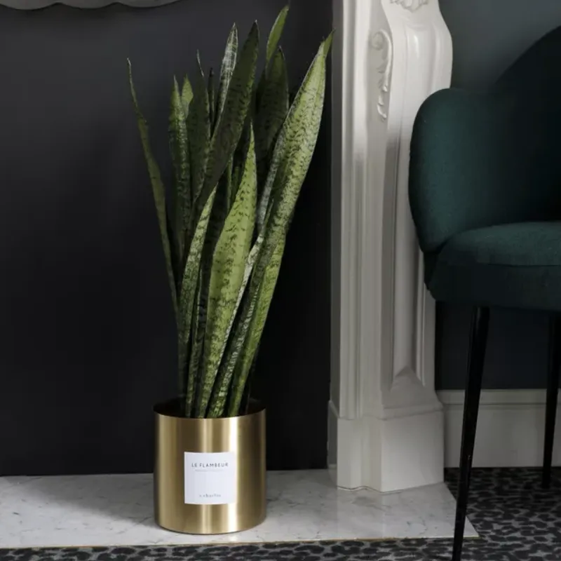 By Charlot Le Flambeur plante Sansevieria 80 cm avec pot XL