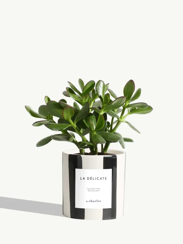 By Charlot La Délicate plante céramique noir rayé