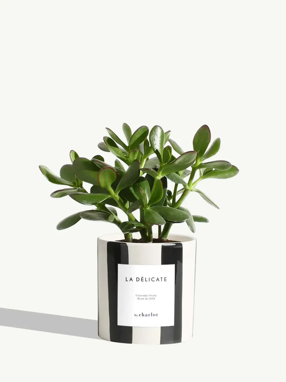 By Charlot La Délicate plante céramique noir rayé