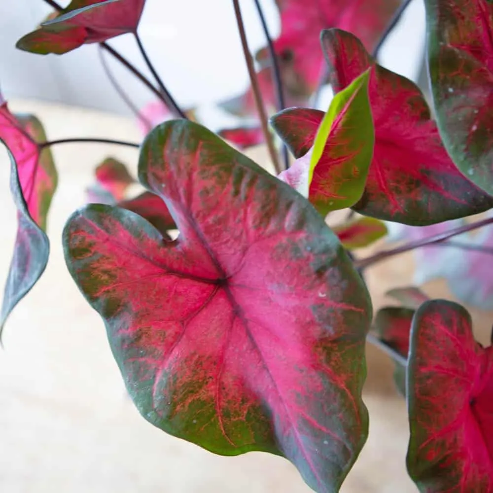 Réconciliation Végétale Caladium Florida Sweetheart plante bulbe