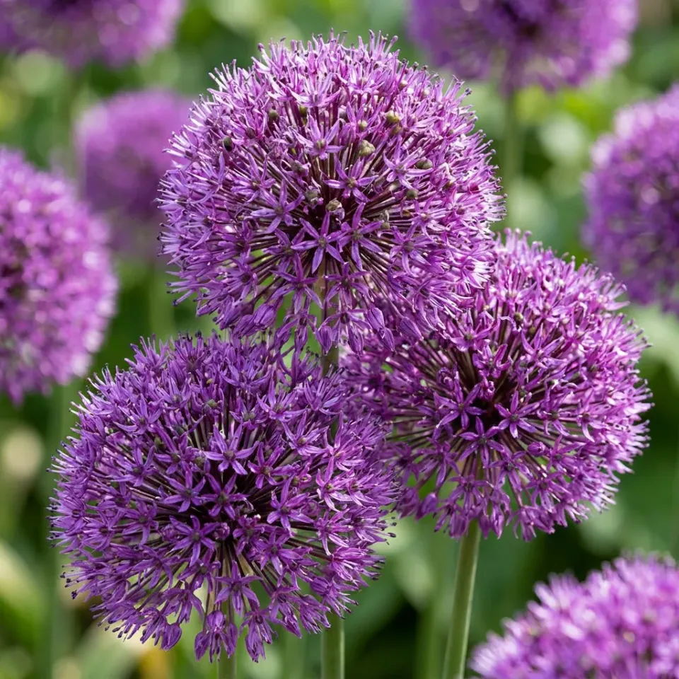 Plant and Stories Purple Sensation ail ornement 30 bulbes violet