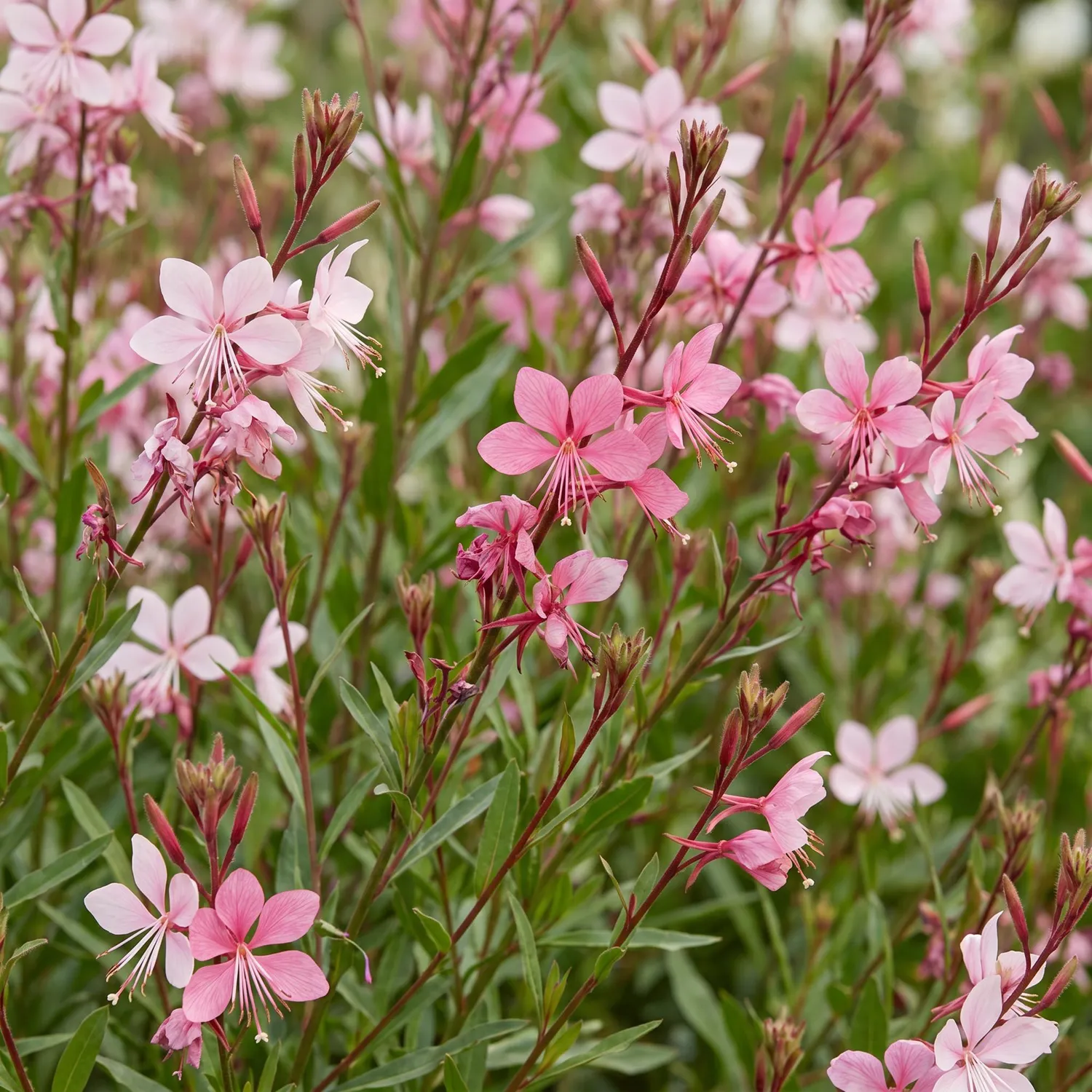 Plant and Stories Gaura Florgauros vivace lot 6 plants 11 cm