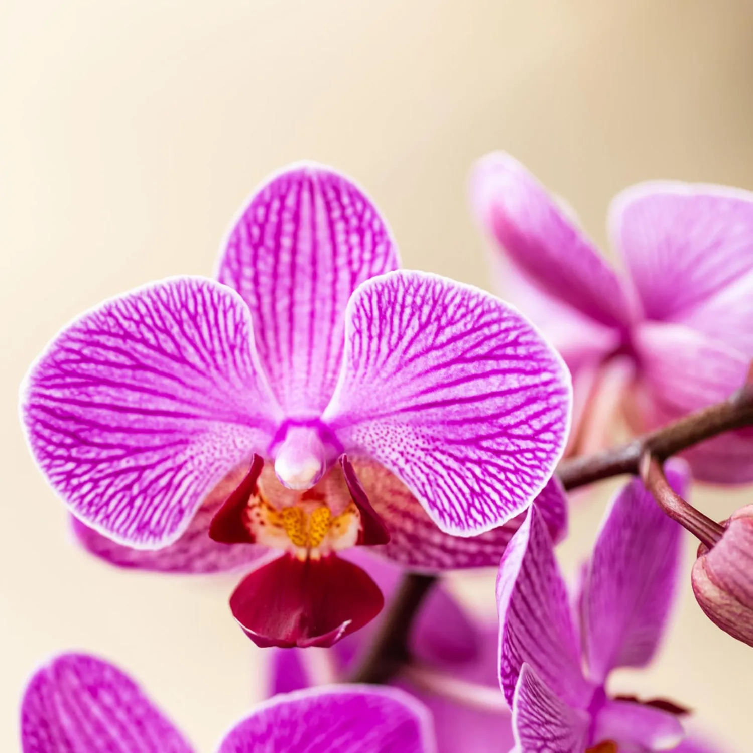 Plant and Stories Phalaenopsis Vienna orchidée 9 cm
