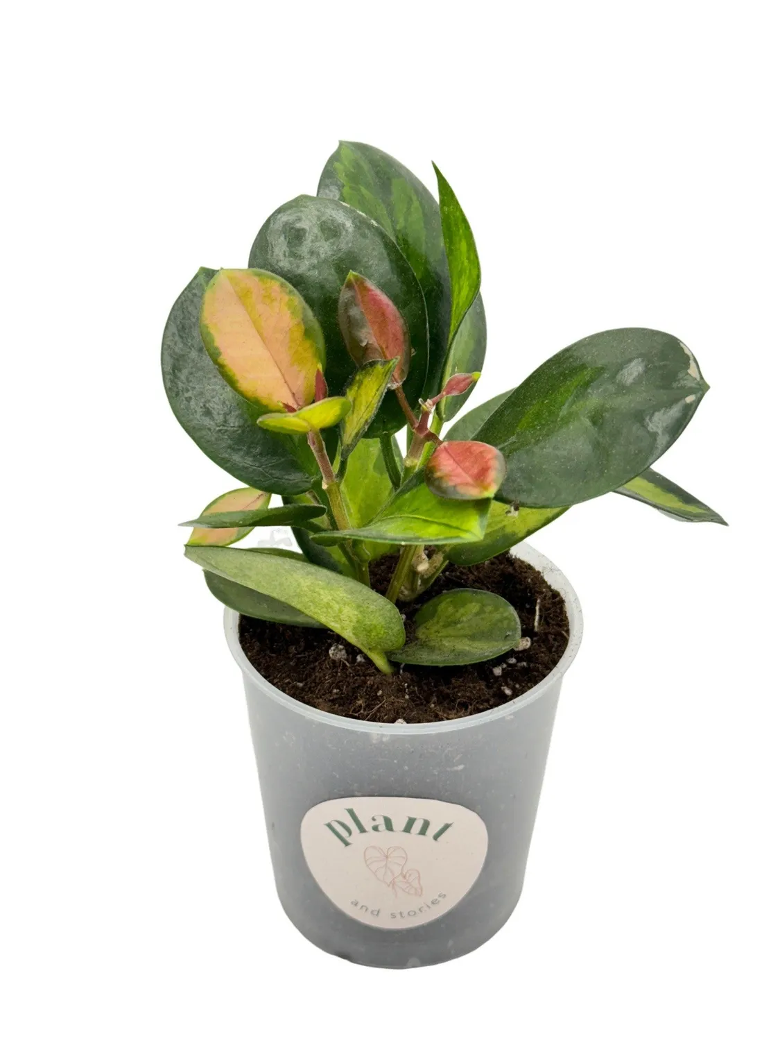 Plant and Stories Lisa hoya plante pot 6 cm panaché