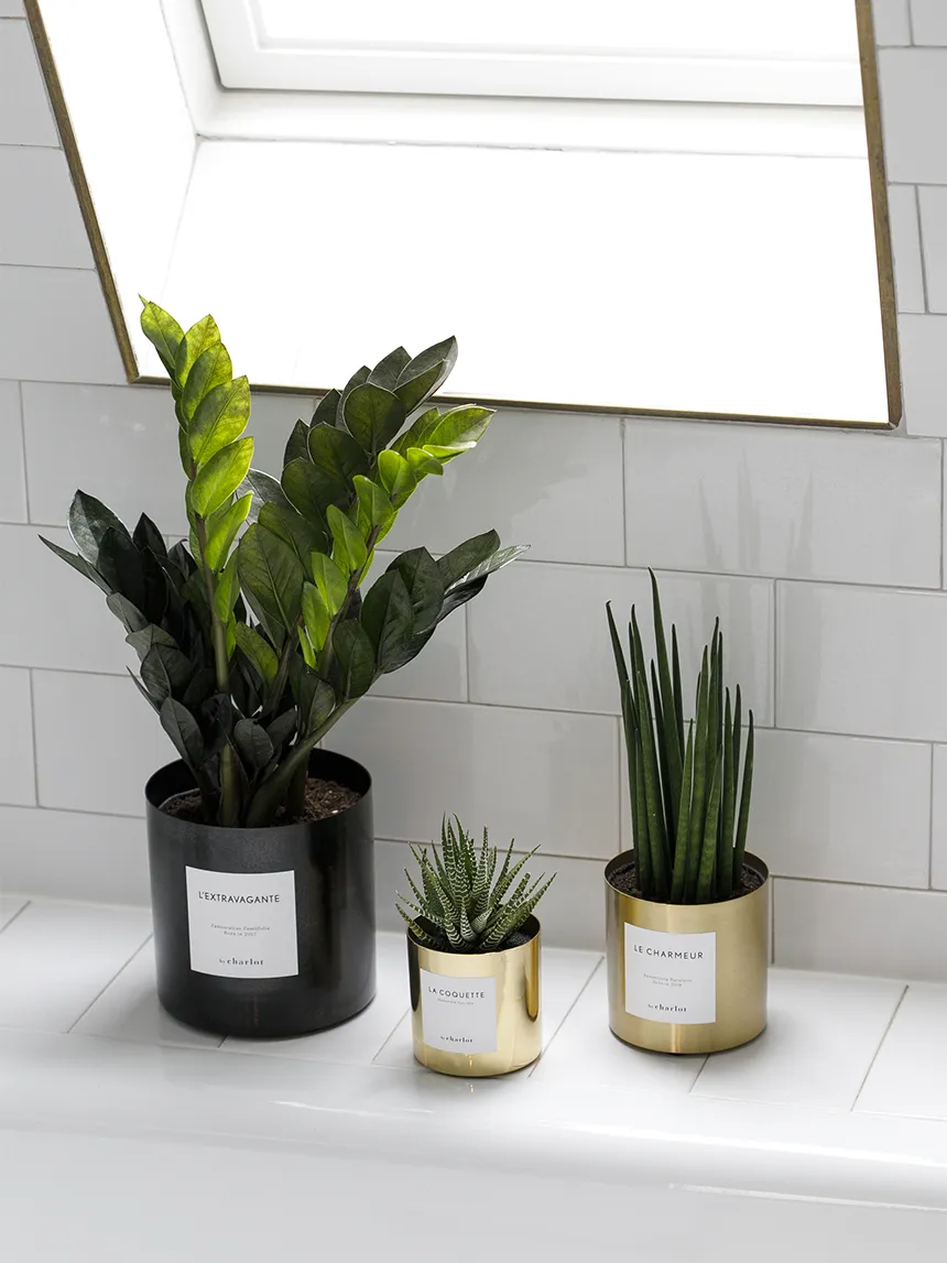 By Charlot L'Extravagante recharge Zamioculcas pot céramique