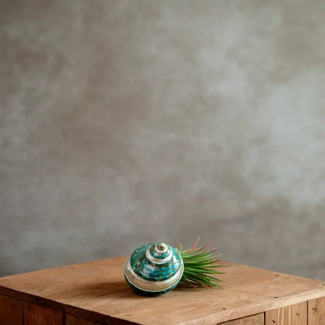 Airplantshop Coquillage vert plante aérienne Ionantha XL
