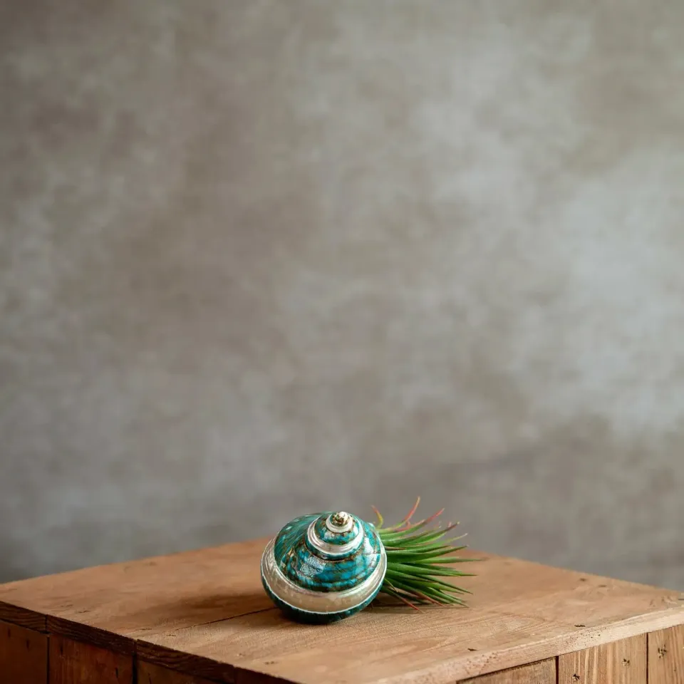 Airplantshop Coquillage vert plante aérienne Ionantha XL