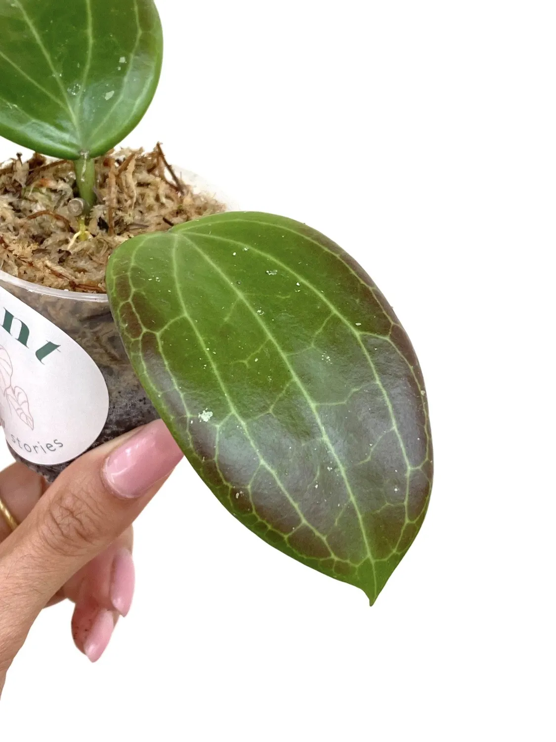 Plant and Stories Hoya Quinquenervia plante verte pot 6cm nervures
