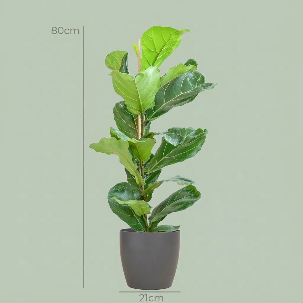 Plant and Stories Lyrata ficus pot 21 cm 75-85 cm sans cache-pot