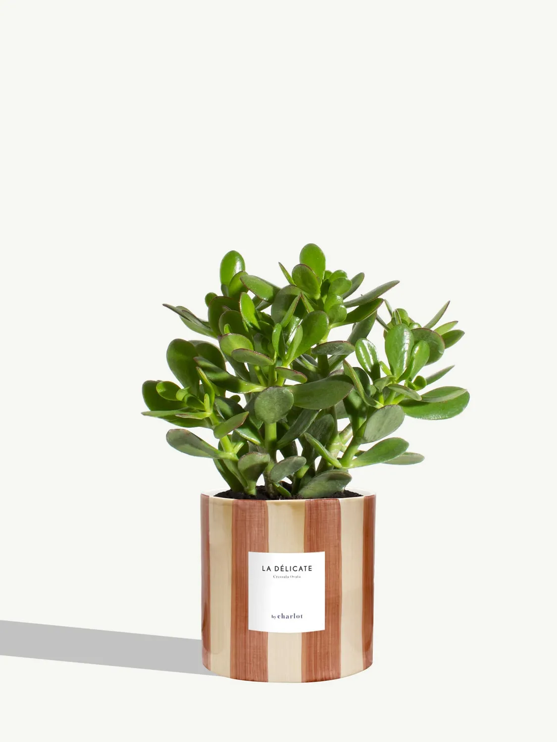 By Charlot La Délicate succulente pot M Crassula