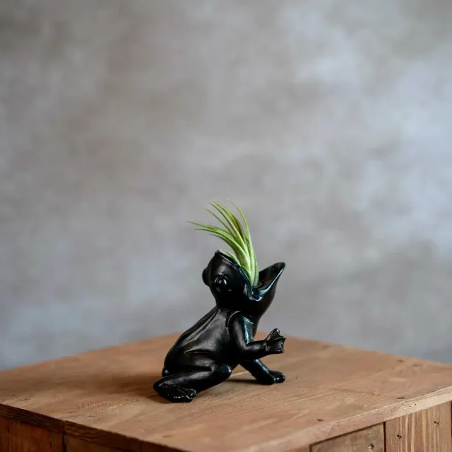 Airplantshop Koele Kikker grenouille 10 cm ionantha