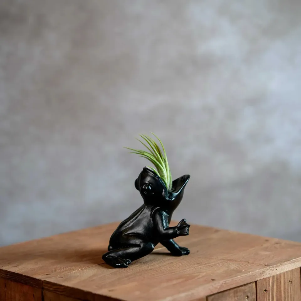 Airplantshop Koele Kikker grenouille 10 cm ionantha