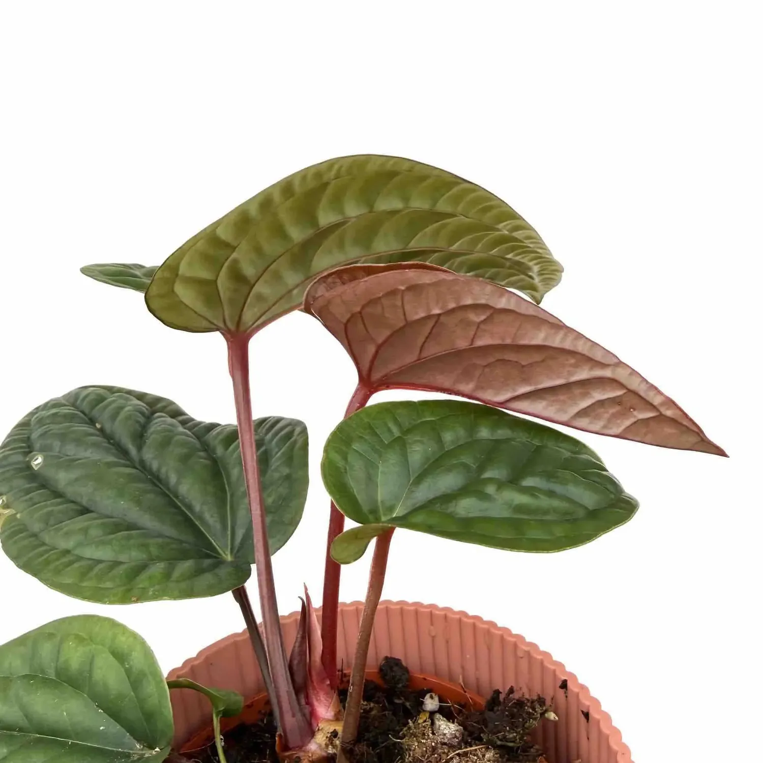 Plant and Stories Anthurium Radicans x Luxurians plante pot 6 cm