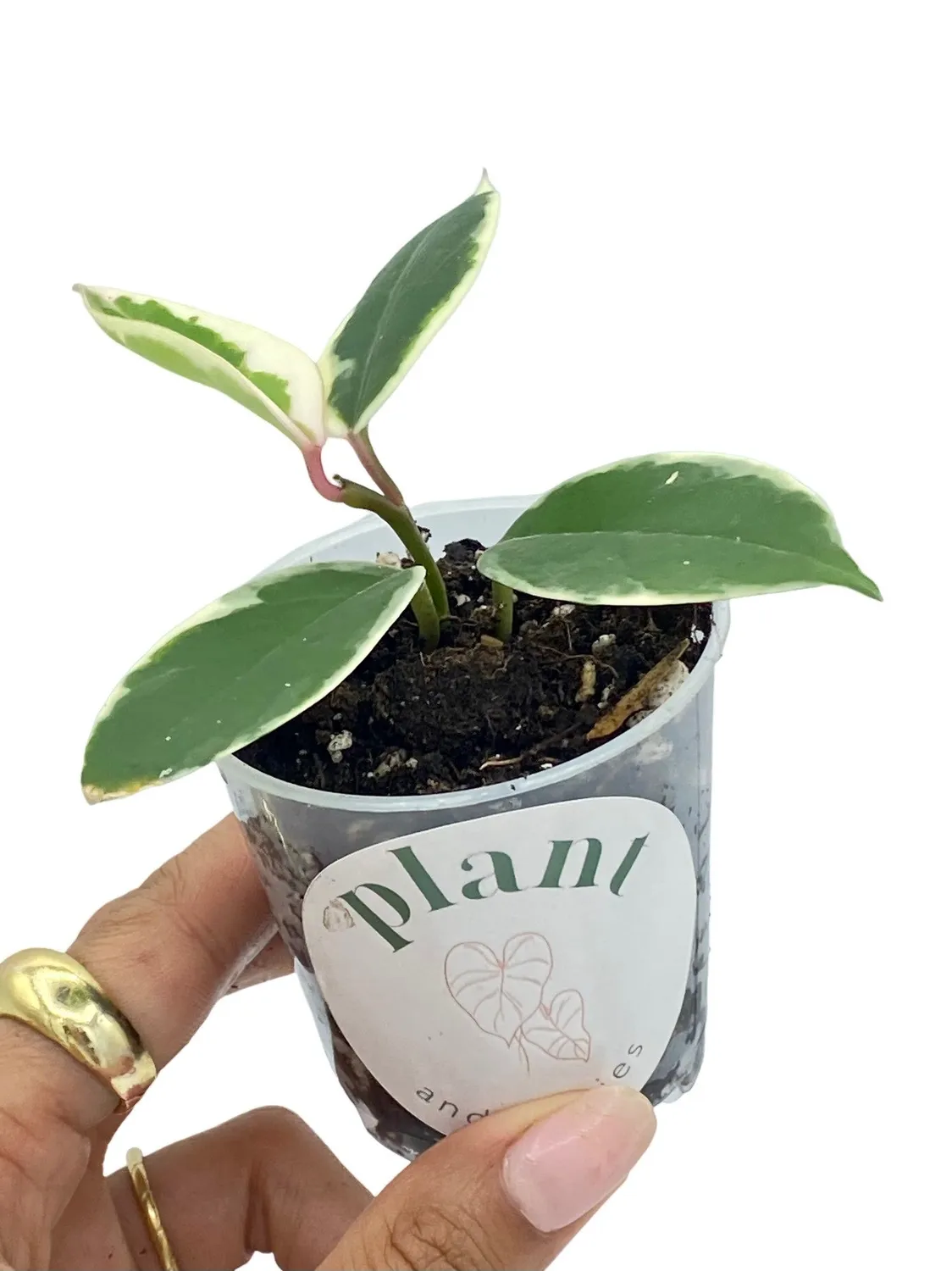 Plant and Stories Hoya Carnosa Krimson Queen plante panachée
