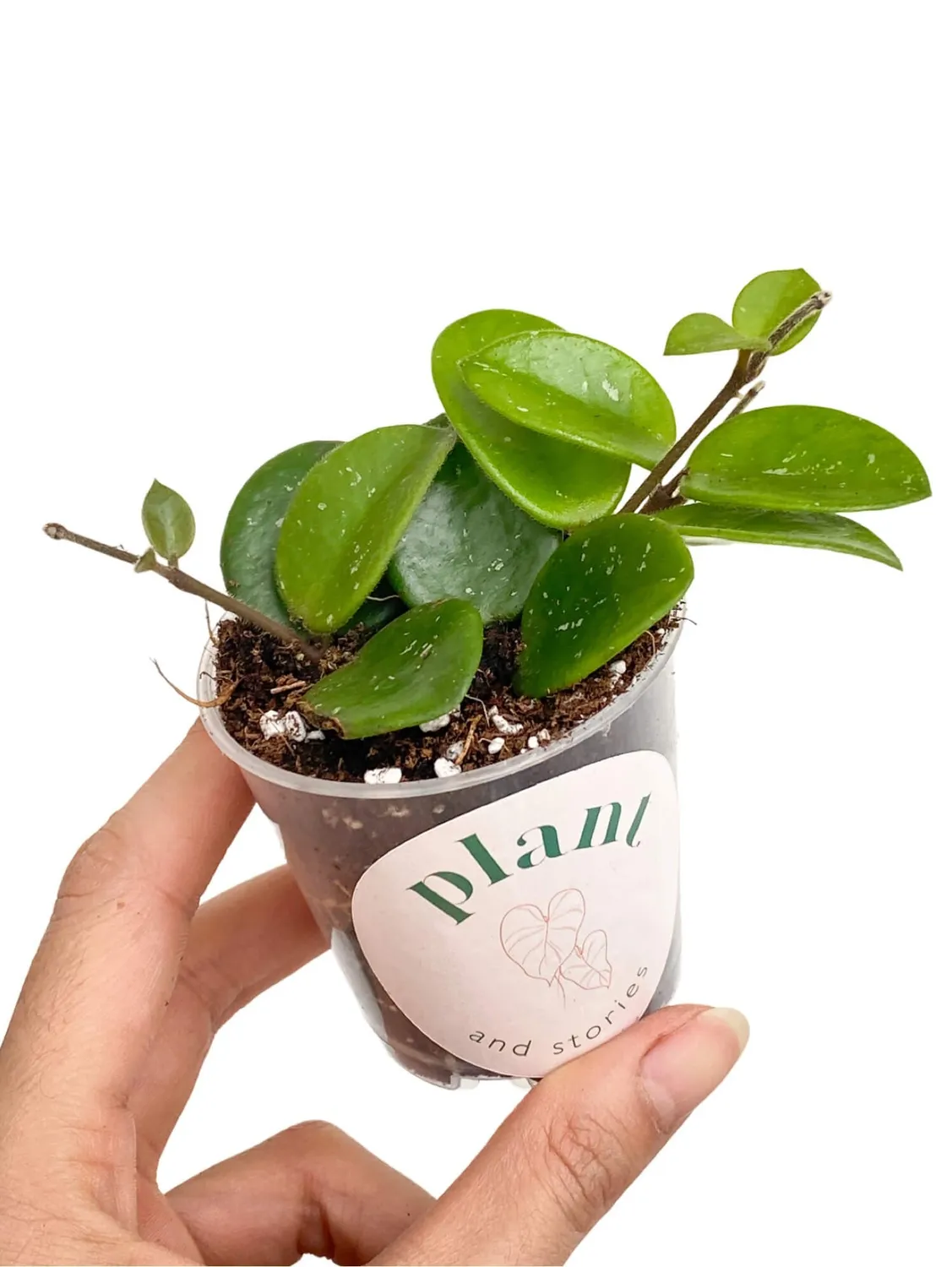 Plant and Stories Mathilde hoya parfumé pot 6 cm