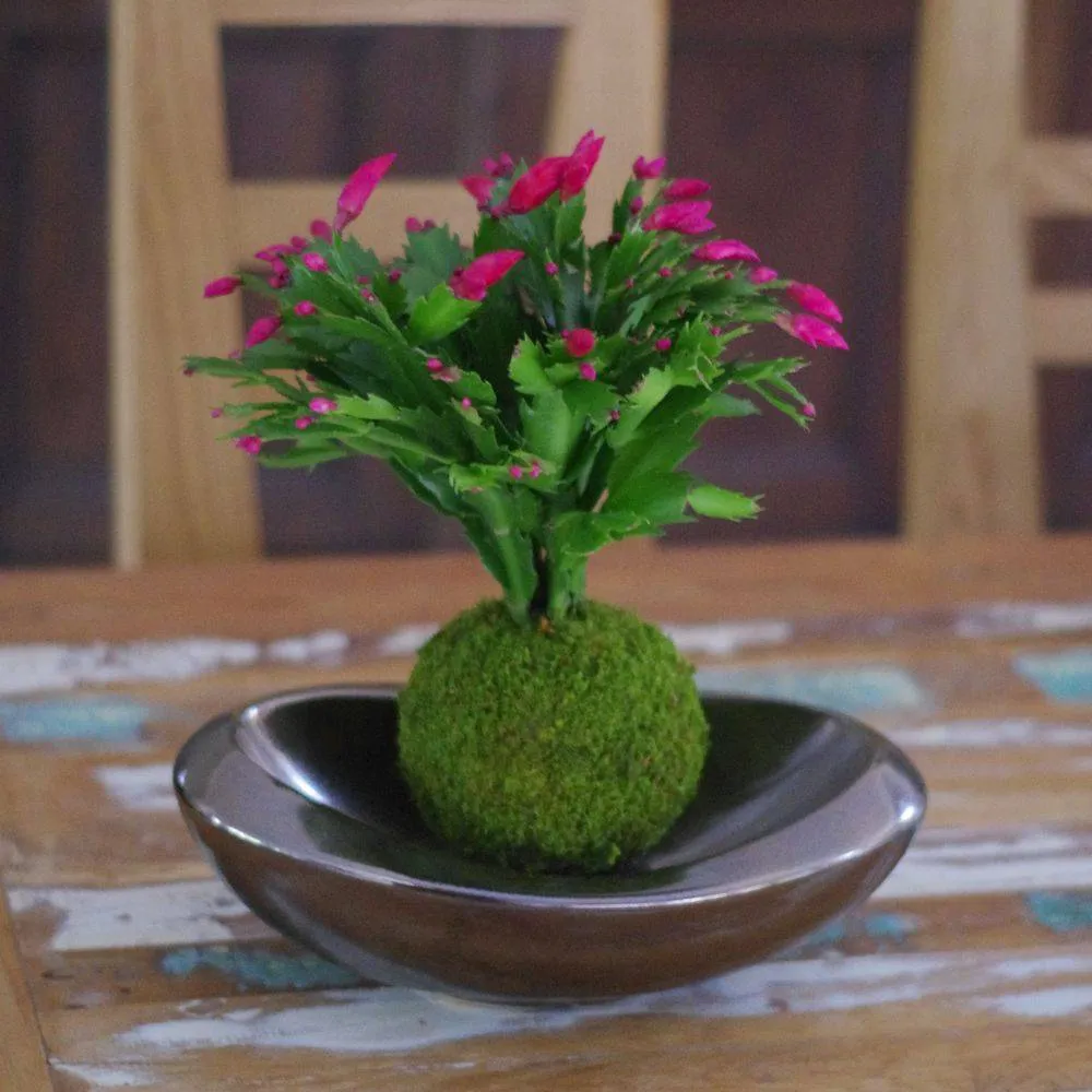 AQUAPHYTE Pantanal Ni kokedama cactus de Noël
