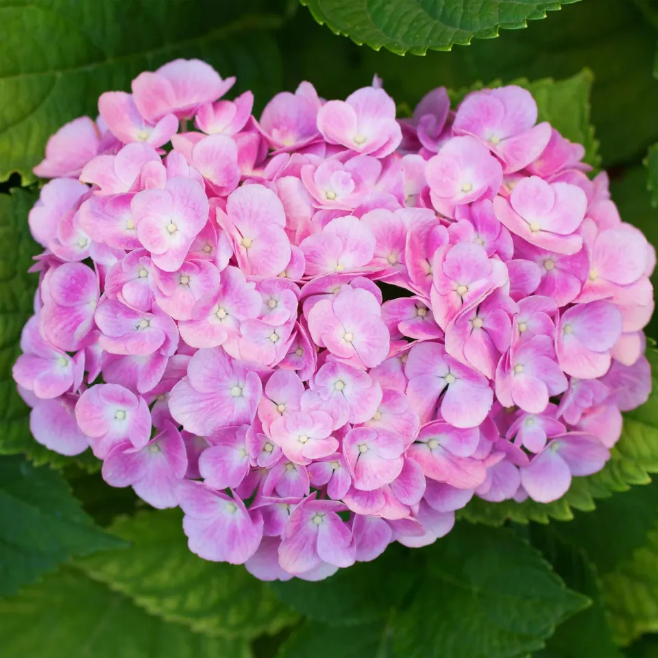 Plant and Stories Hortensia Macrophylla arbuste 1 plante rouge