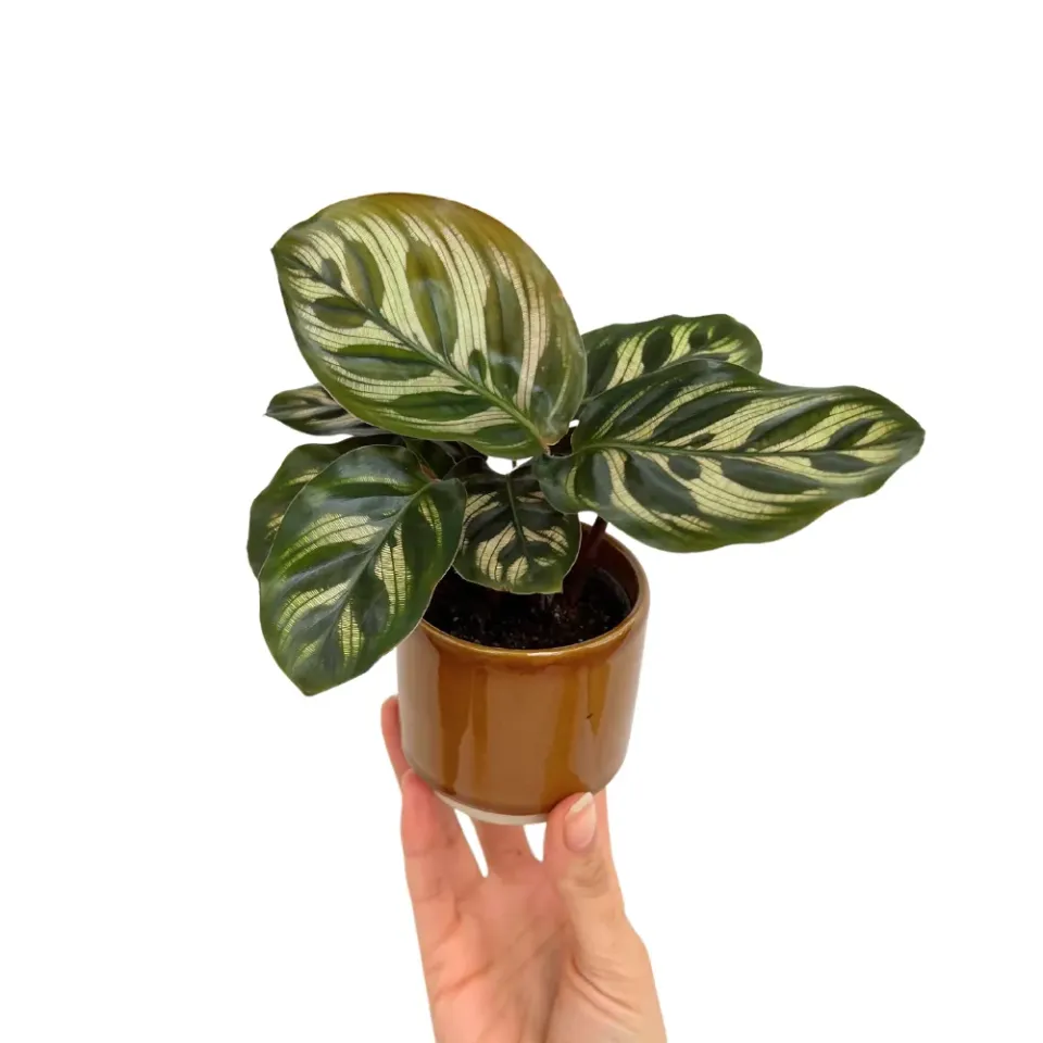 Plant and Stories Makoyana calathea pot 6 cm paon