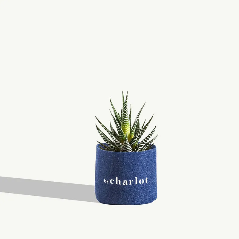 By Charlot La Coquette plante succulente Haworthia XS