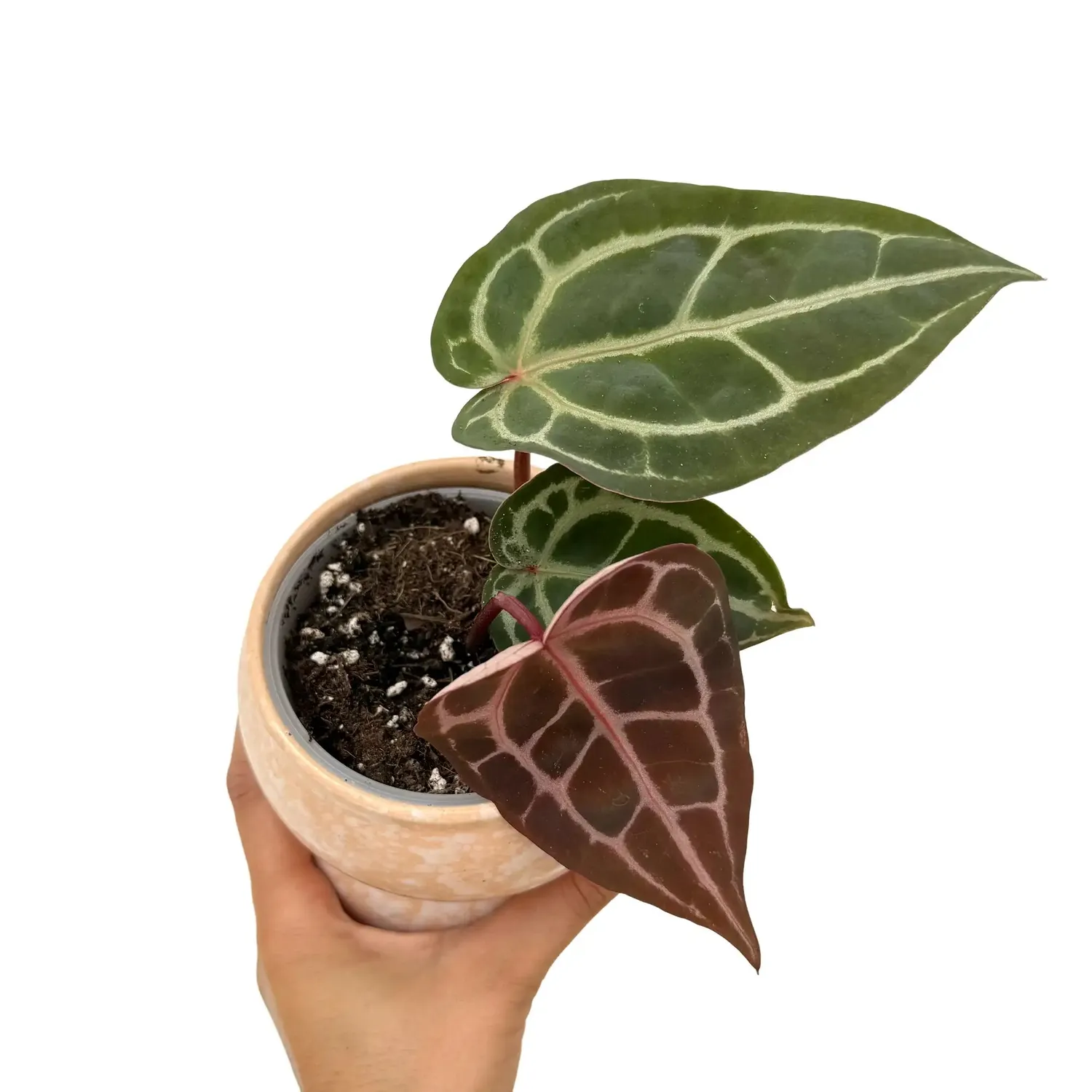 Plant and Stories Anthurium Docblock Michelle plante pot 9 cm