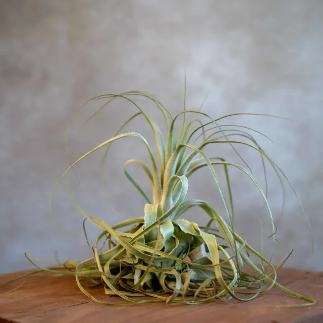 Airplantshop Tillandsia Gardneri plante aérienne feuilles recourbées