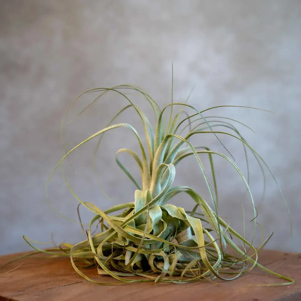 Airplantshop Tillandsia Gardneri plante aérienne feuilles recourbées