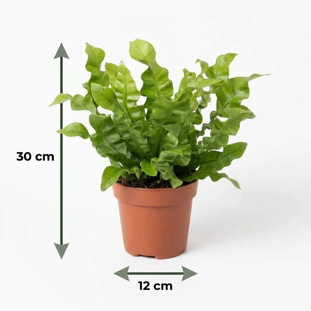 Plant and Stories Crispy Wave fougère nid pot 12 cm 1 plante