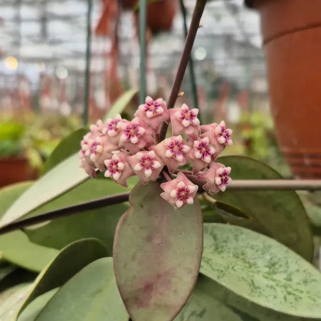 Plant and Stories Silver Dollar hoya feuillage argenté grimpante
