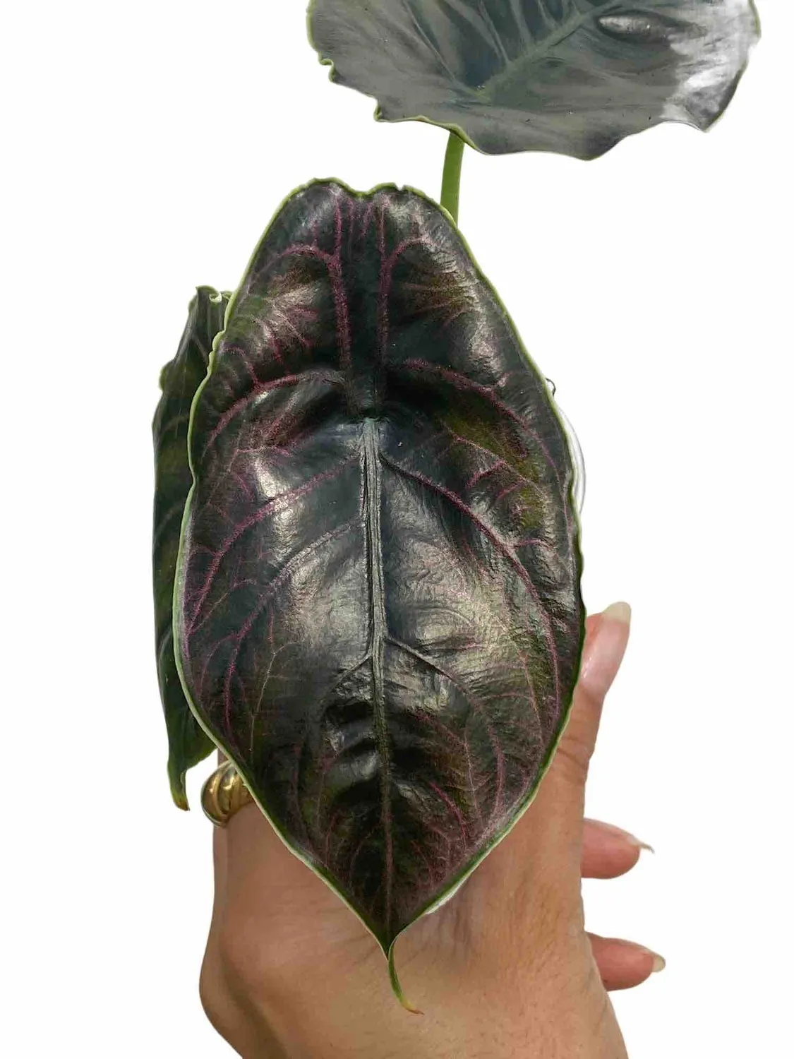 Plant and Stories Azlanii alocasia pot 6 cm