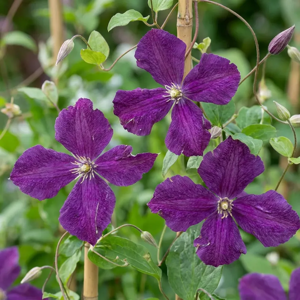 Plant and Stories Clématite Polish Spirit grimpante 4 plants violet