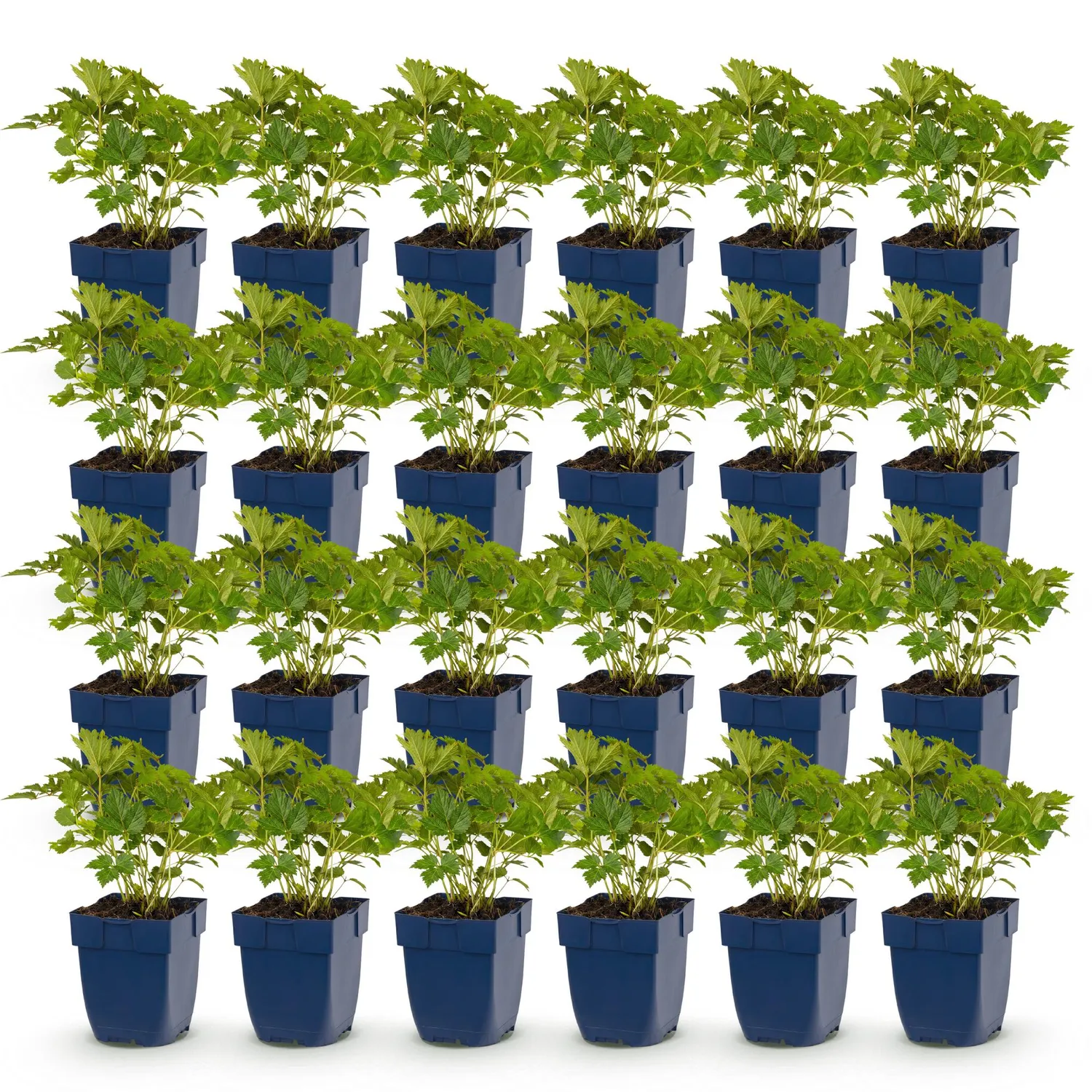 Plant and Stories Astilbe Pumila Vivace Ombre Pot 11cm 1 Plant