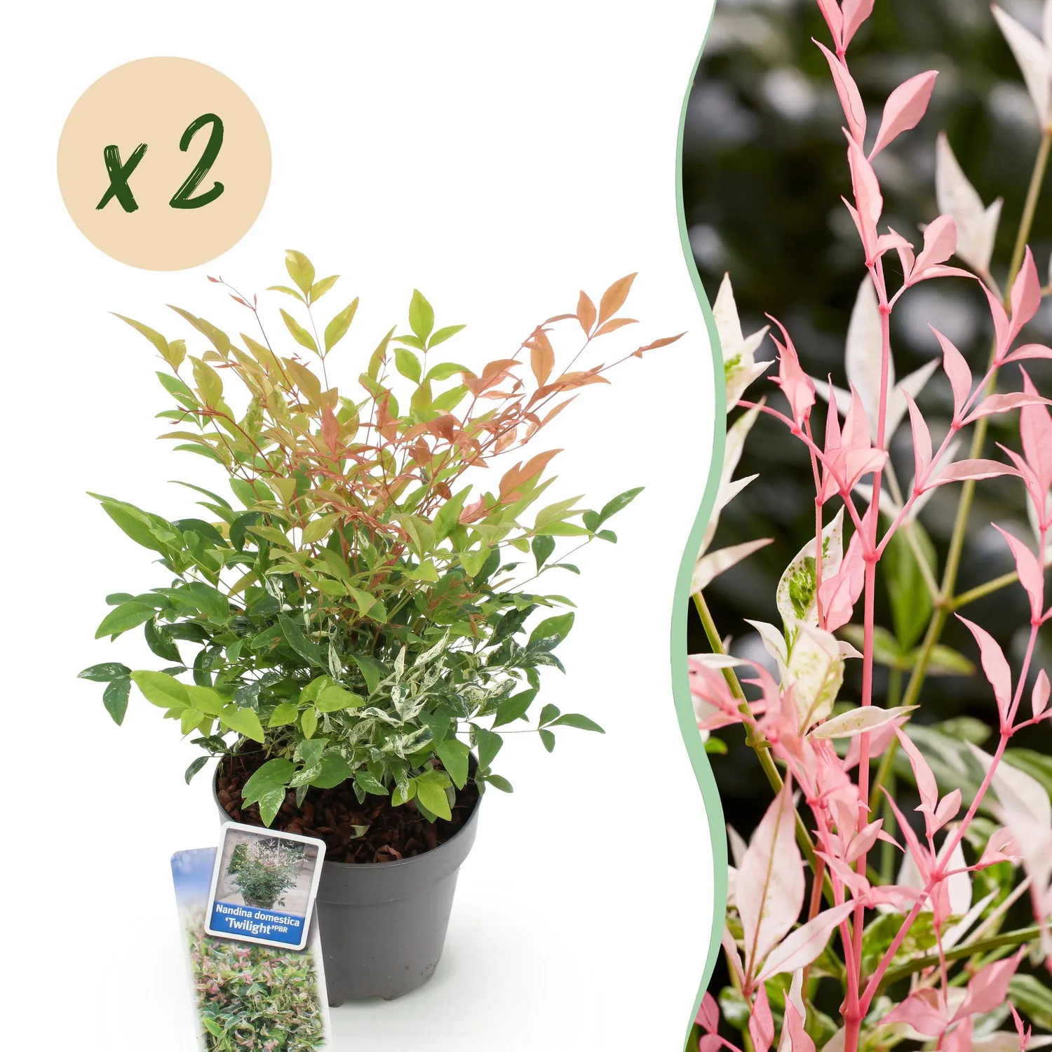 Plant and Stories Nandina Twilight bambou sacré pot 17 cm panaché
