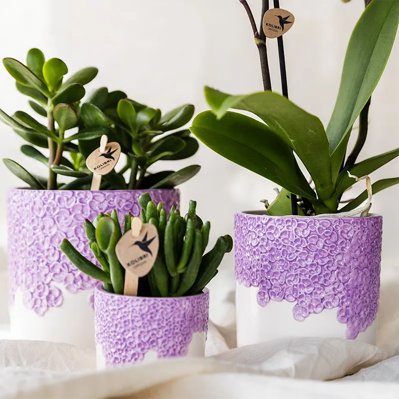Plant and Stories Vienna orchidée Phalaenopsis violette coffret cadeau