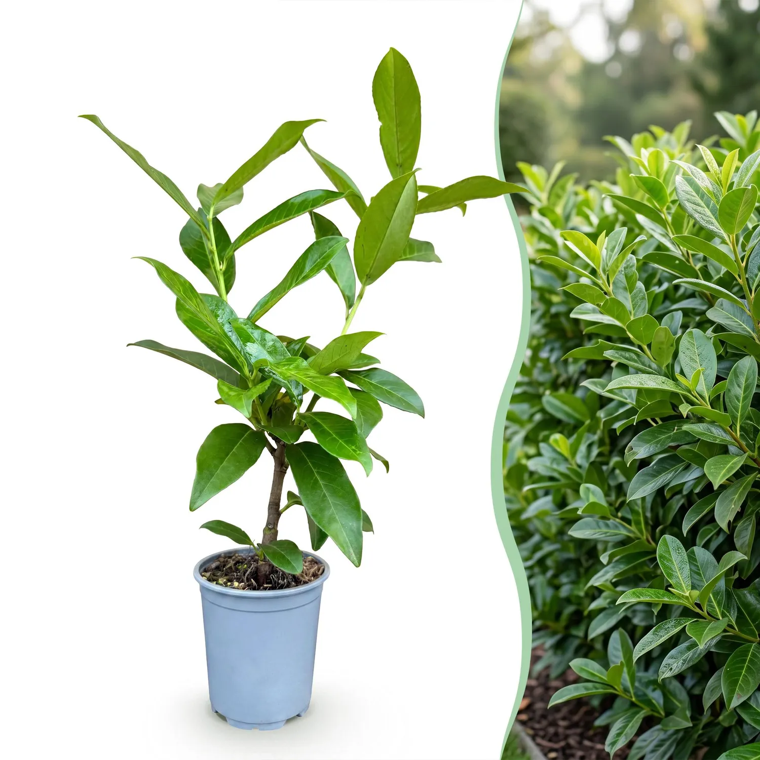 Plant and Stories Laurier Novita haie persistante 8 plants 9cm