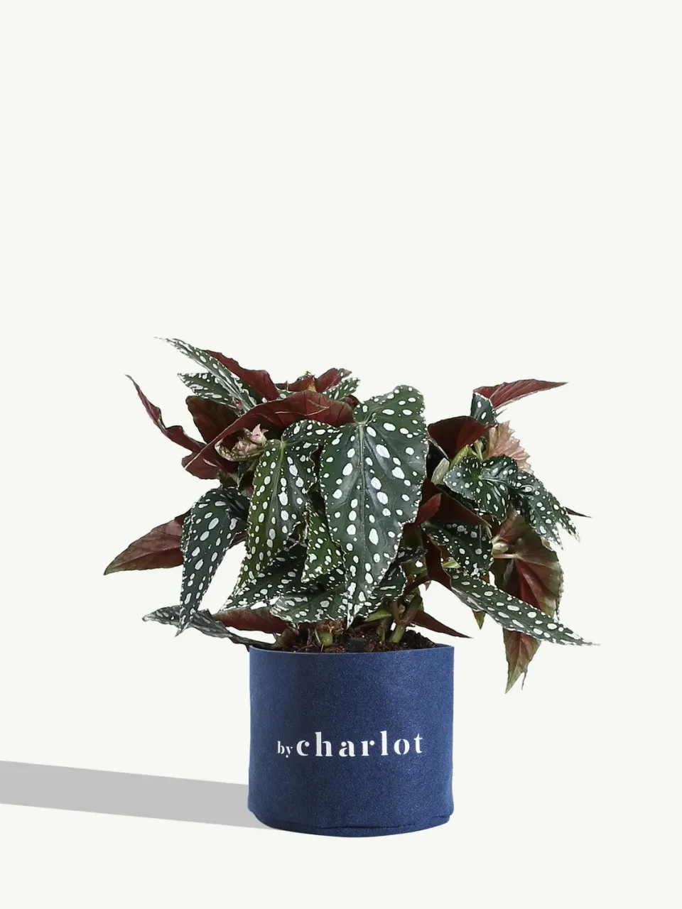 By Charlot La Céleste plante verte taille M recharge