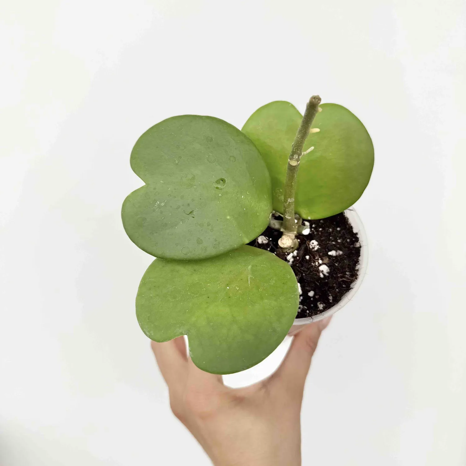 Plant and Stories Hoya Kerrii plante d’intérieur pot 6 cm cœur