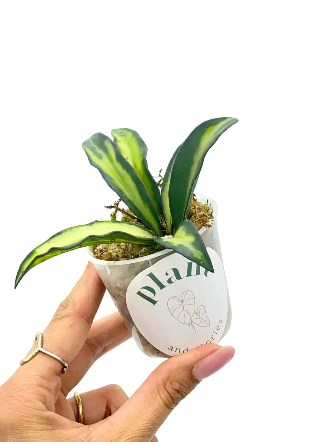 Plant and Stories Hoya Wayetii Variegata plante intérieur pot 9cm