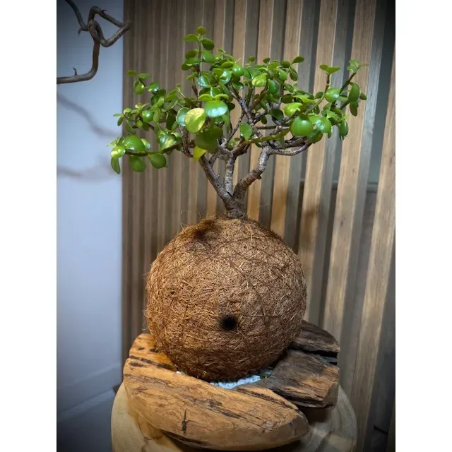 Oh My Green Portulacaria Afra kokedama coco taille L lumineux