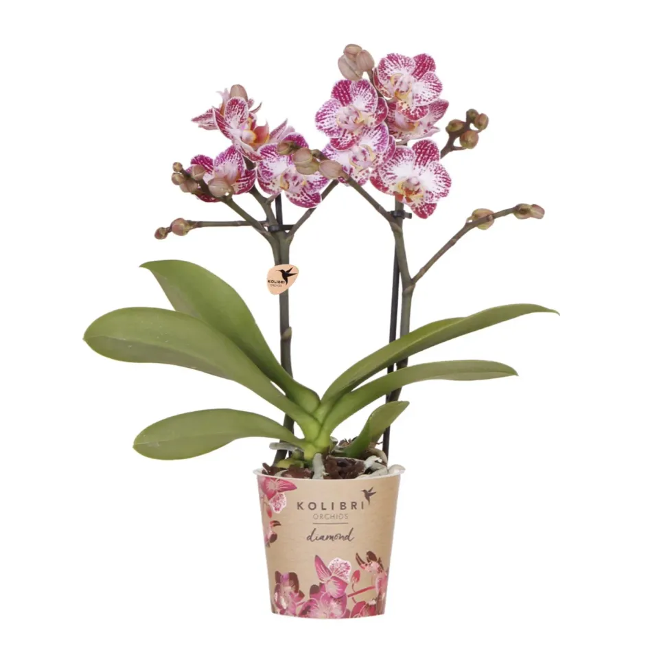 Plant and Stories Phalaenopsis Bora Bora orchidée pot 9 cm